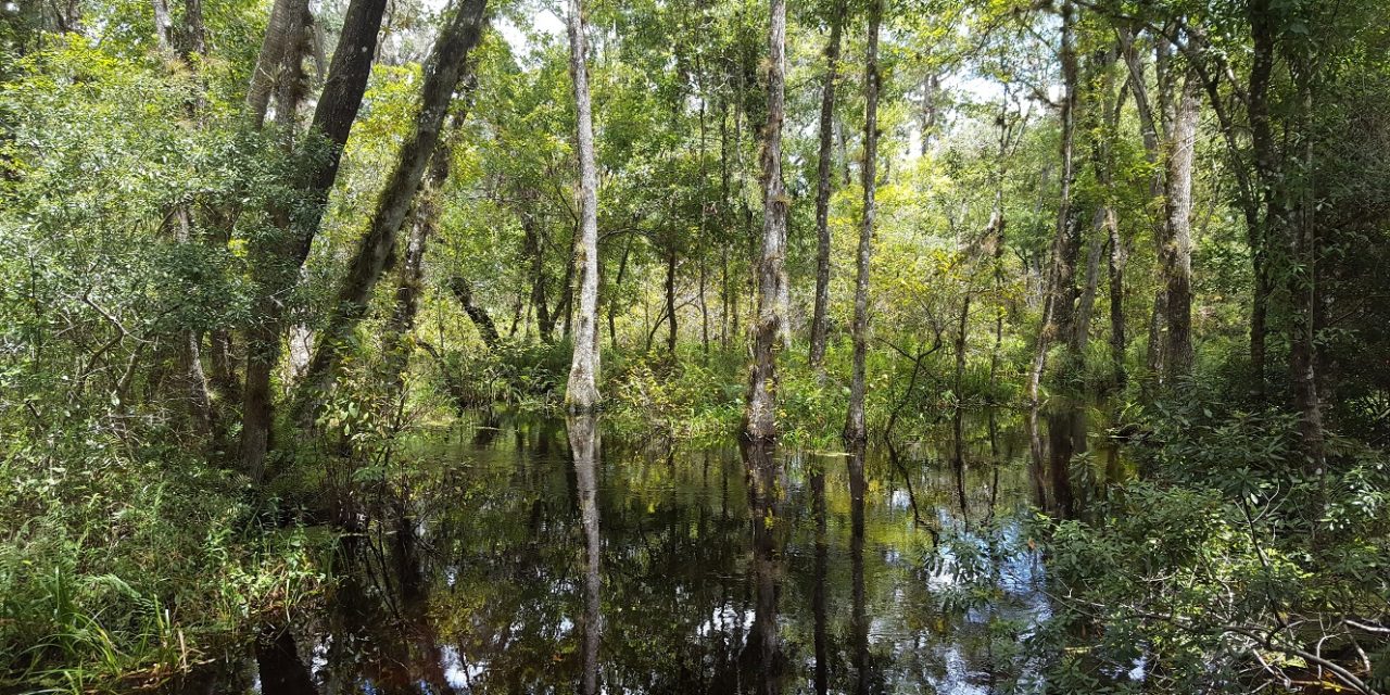 Brooker Creek Preserve