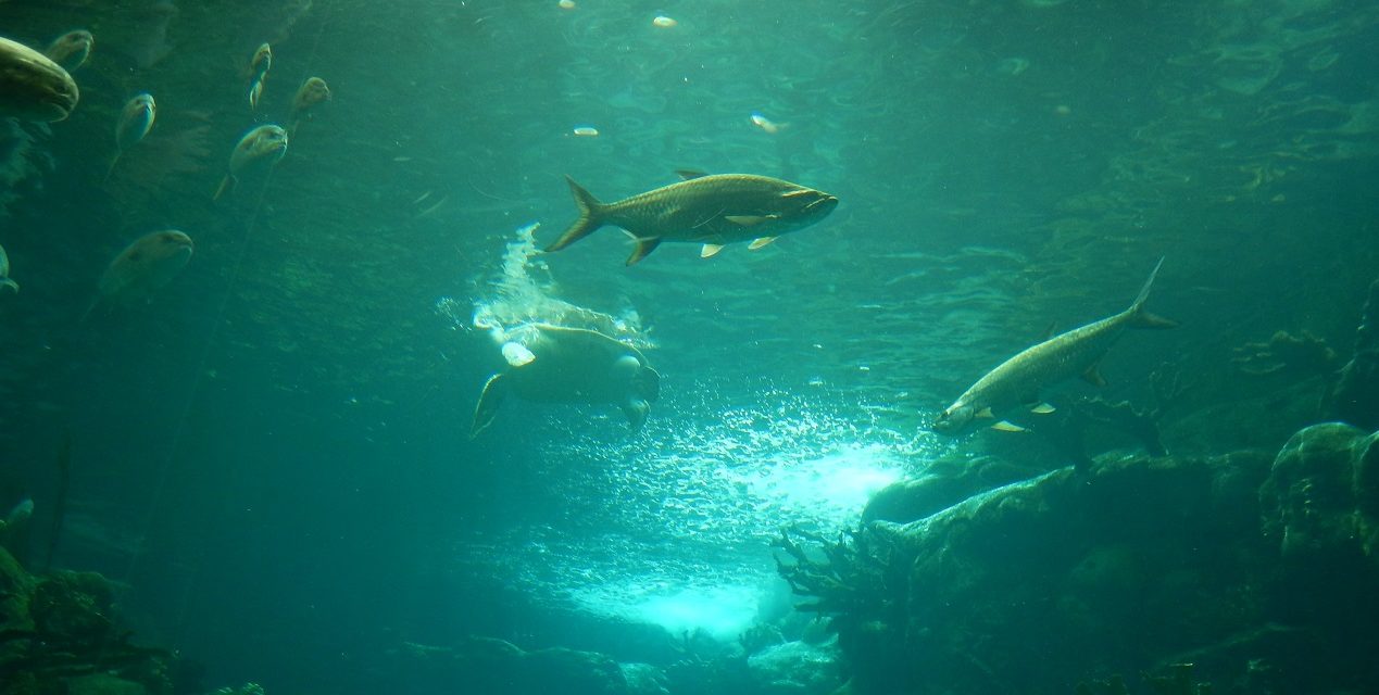 A Day at The Florida Aquarium