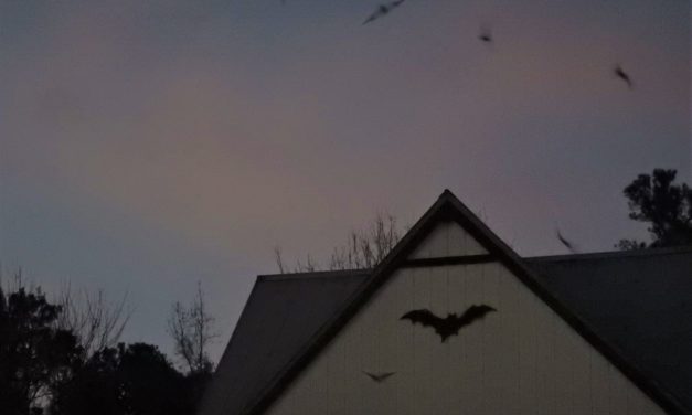 UF Bat Houses