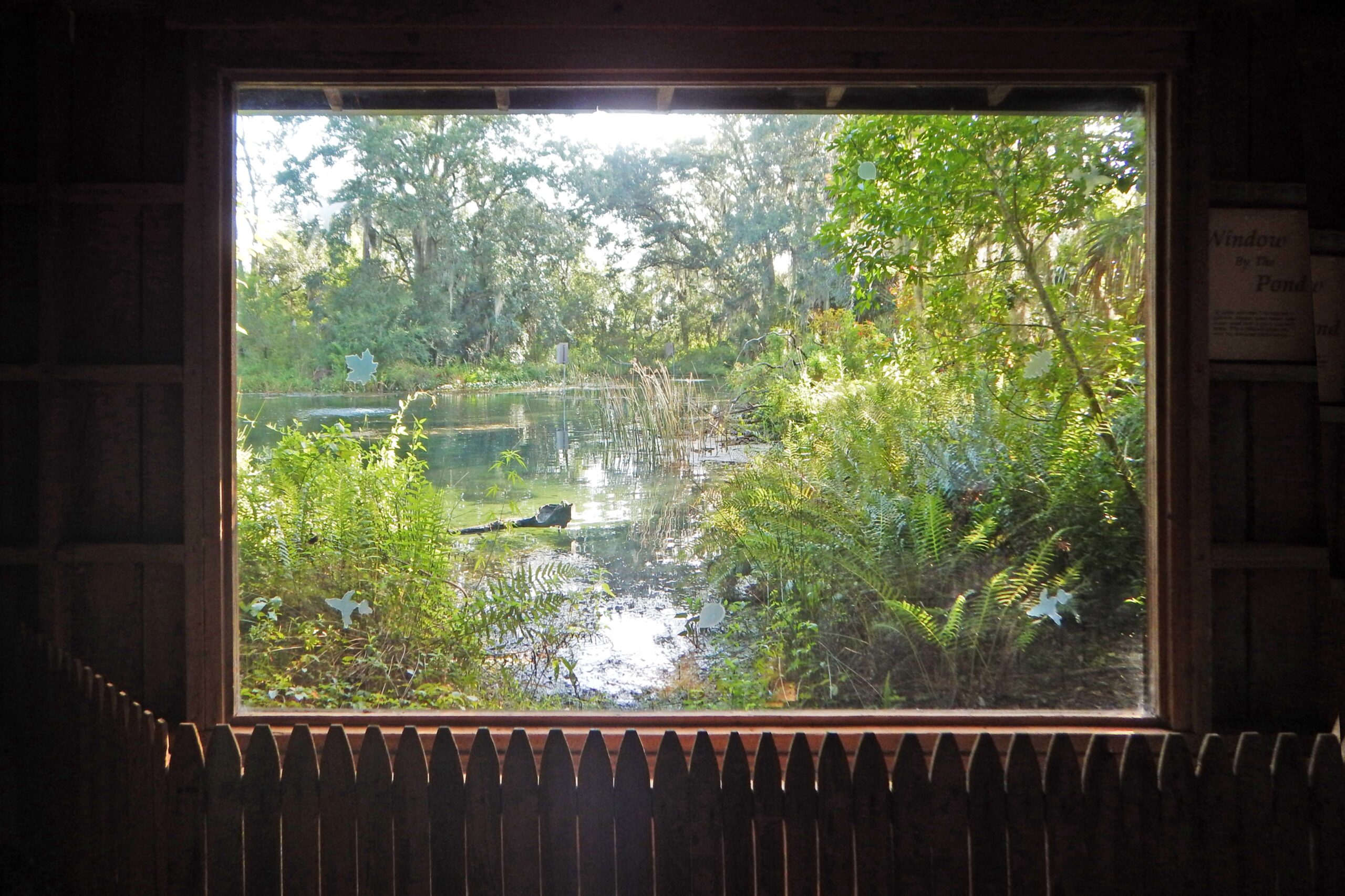 Window by the Pond
