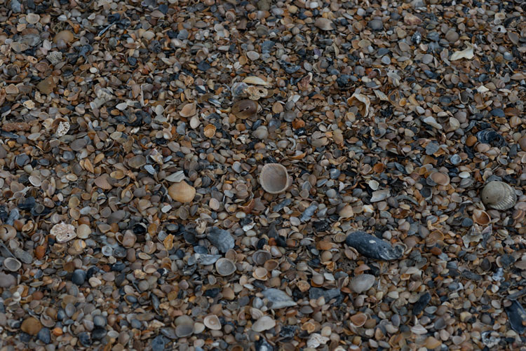 Shells at Fort Clinch